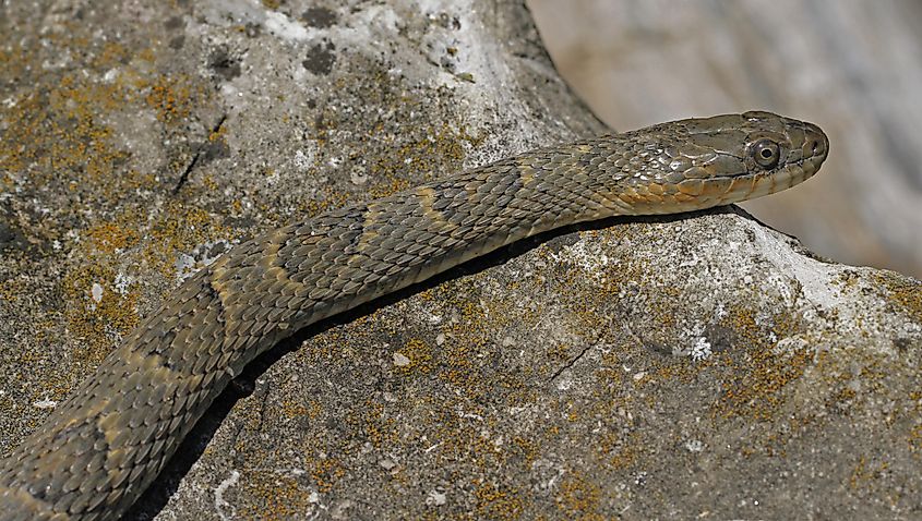 Lake Erie watersnake (Nerodia sipedon insularum).