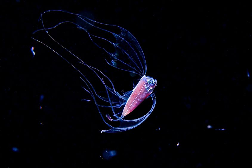 Deep sea ribbonfish.