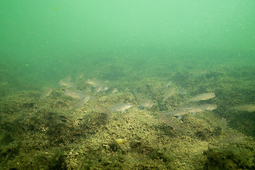 Several invasive round gobies at the bottom of lake.