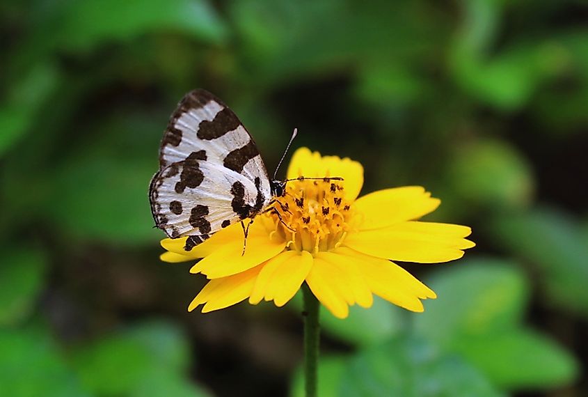 An Angled Pierrot butterfly in Sanjay Gandhi National Park,Mumbai