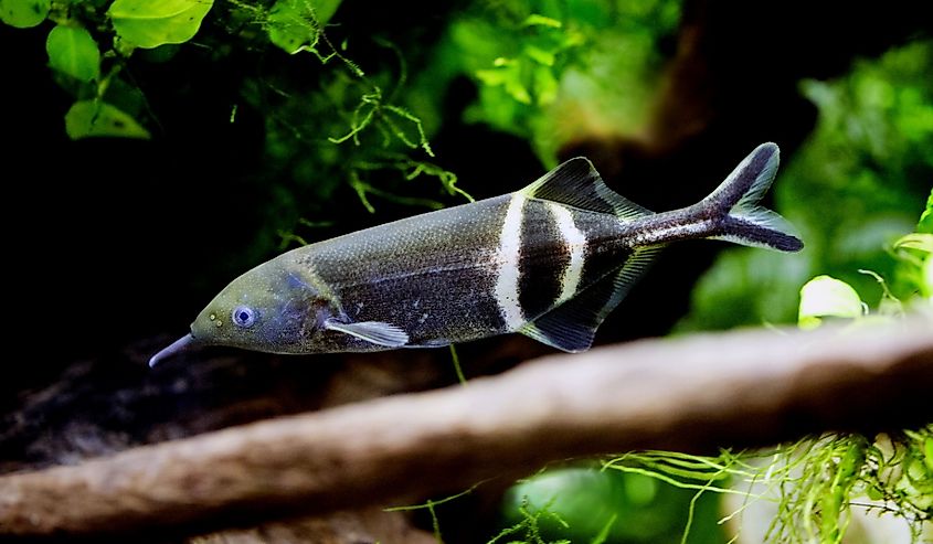 Elephantfish in water.