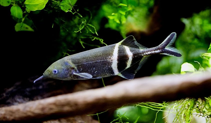 Elephantfish in water. 