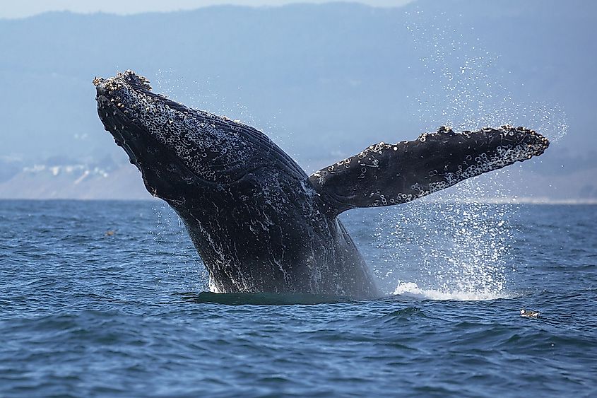 Phoresy relation between Humpback whales and barnacles