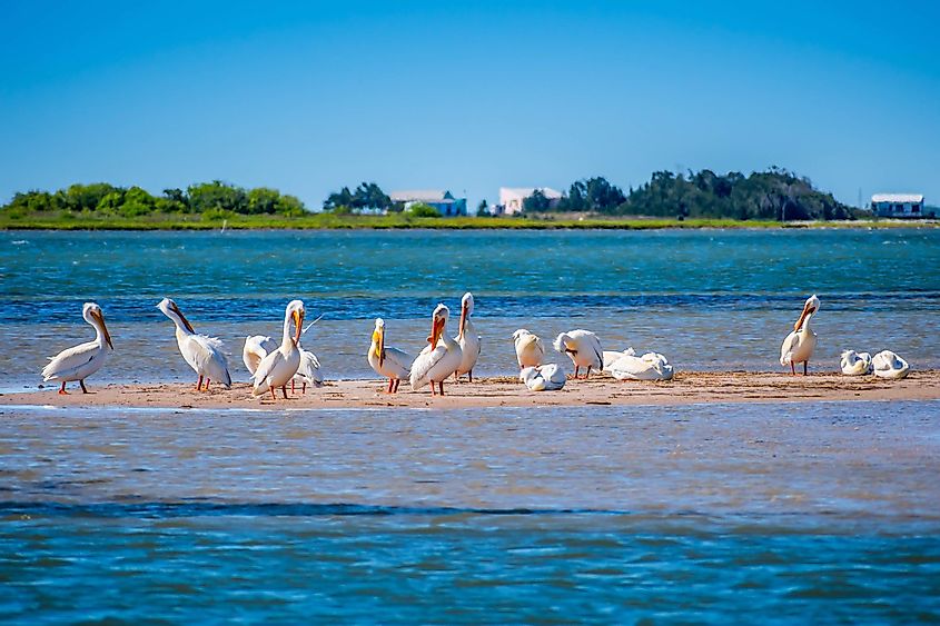 A Group of American White Pelicans resting around in Padre Island National Seashore.