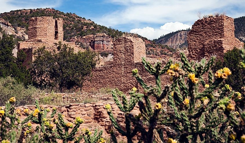 Yellow flowers blooming at Jemez State Monument in Jemez Springs, New Mexico