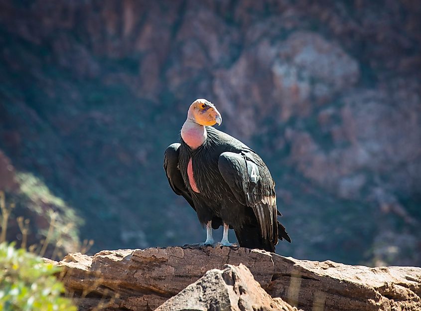 California condor