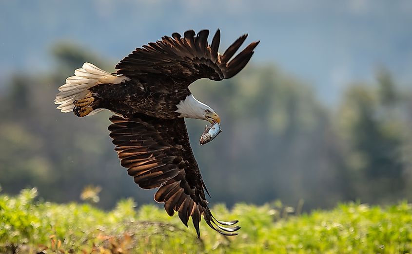 A bald eagle with a fish catch.