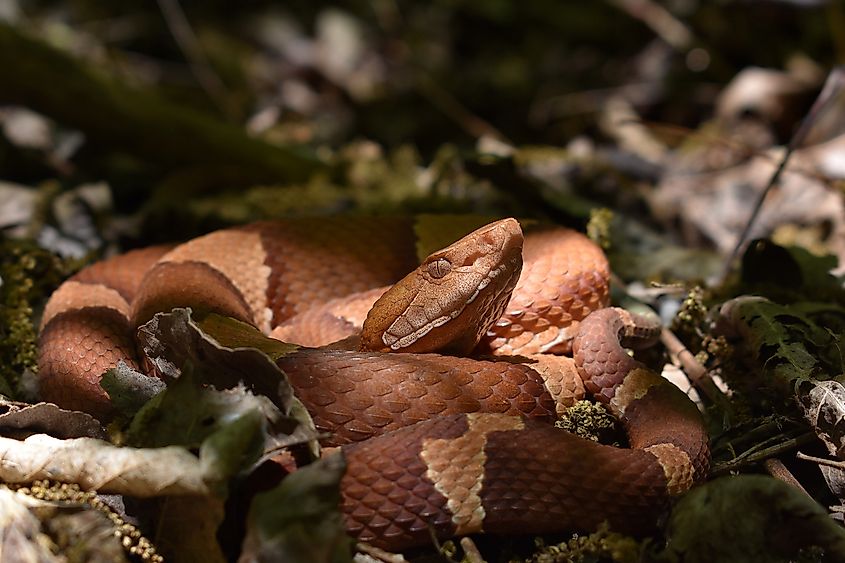 A beautiful broad-banded copperhead in the leaf litter.