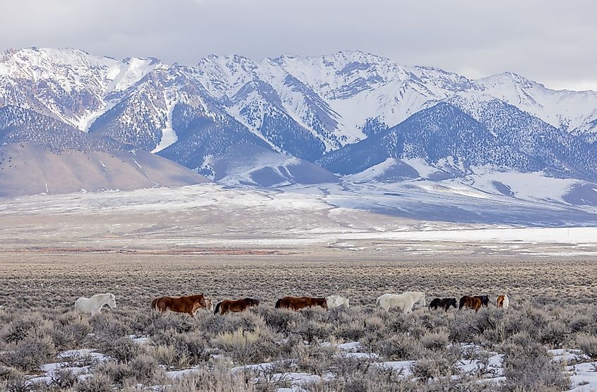 Wild horses in winter near Challis, Idaho