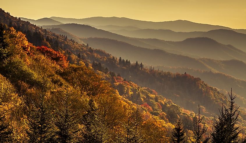Mountain layers filled with colorful fall foliage just after sunrise in Great Smoky Mountains National Park