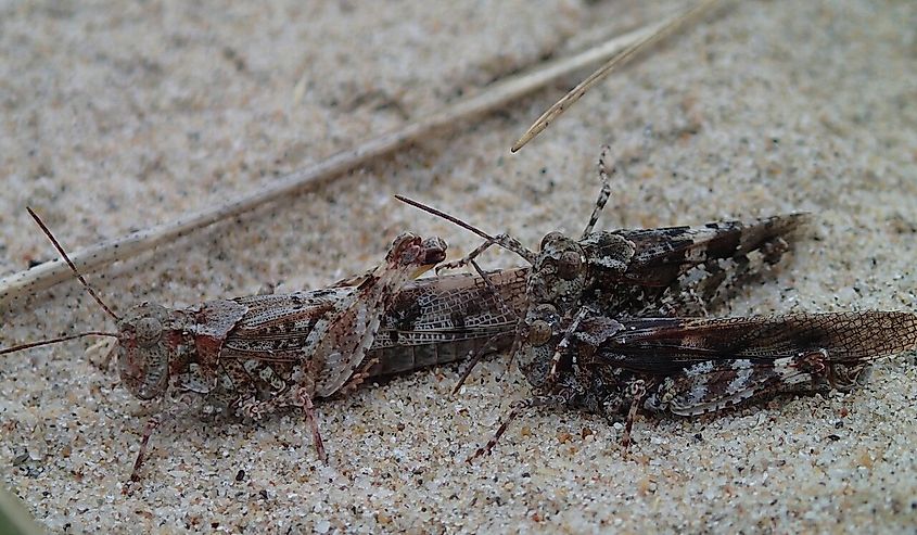 Photo of the Lake Huron Grasshopper.