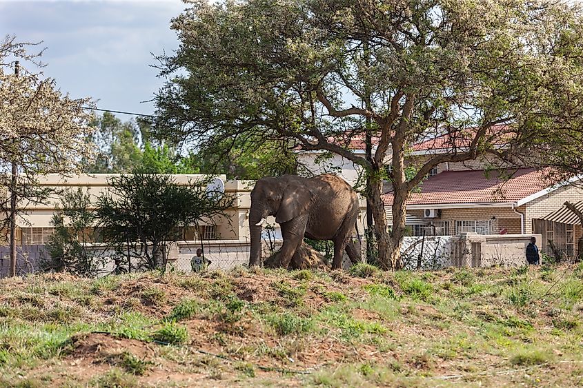 Human elephant conflict