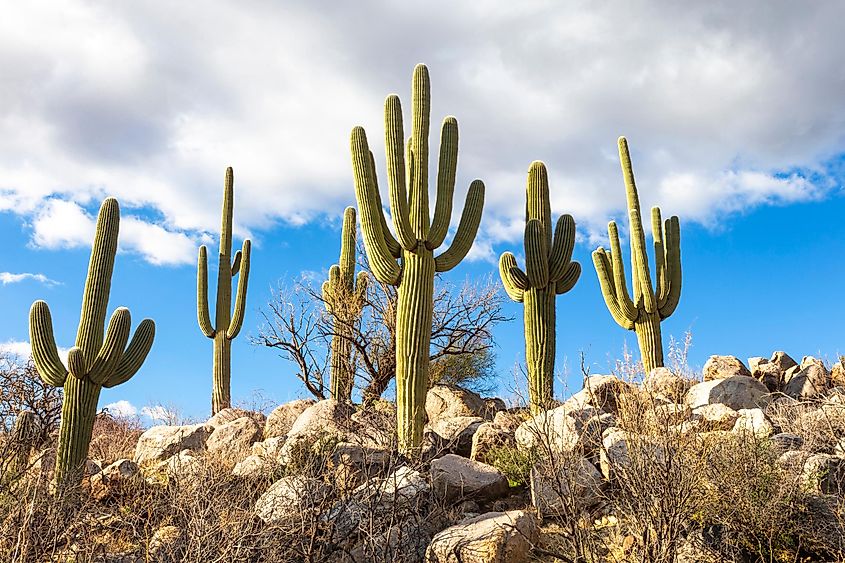Saguaro Cactus growing in the Catalina State Park, Arizona