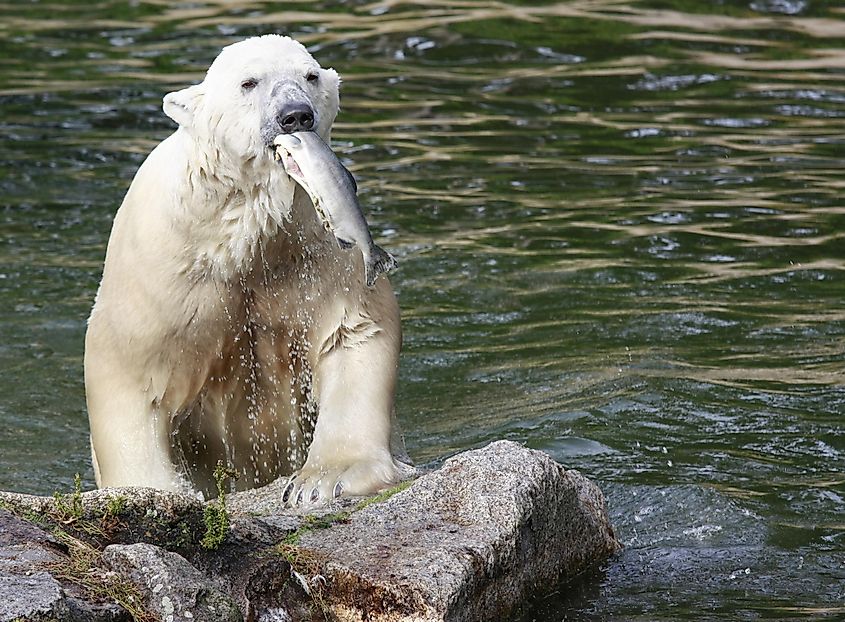 Polar bear