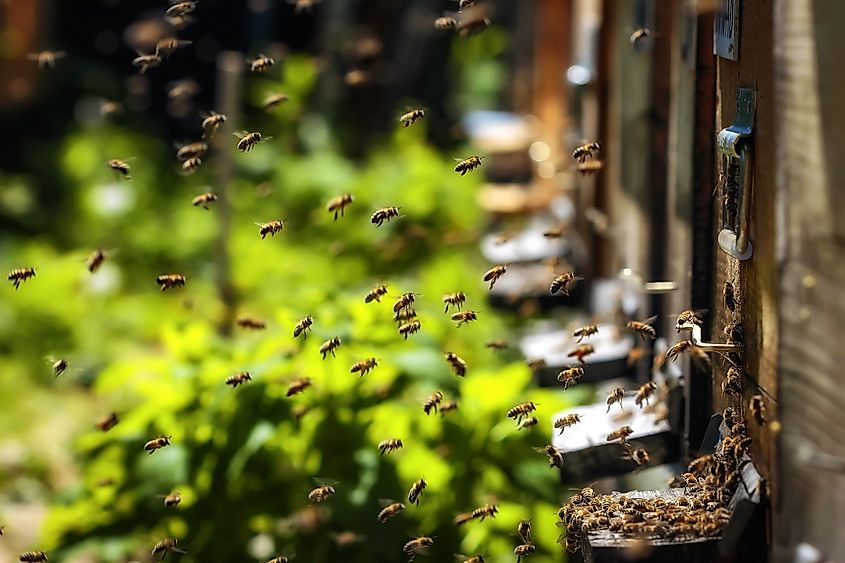 Honeybees flying towards their hive.