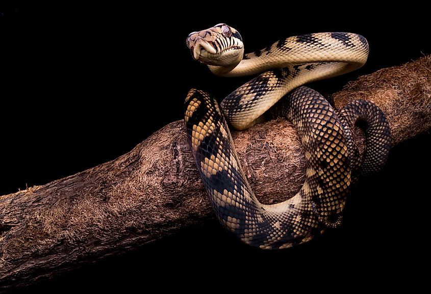 amethystine python