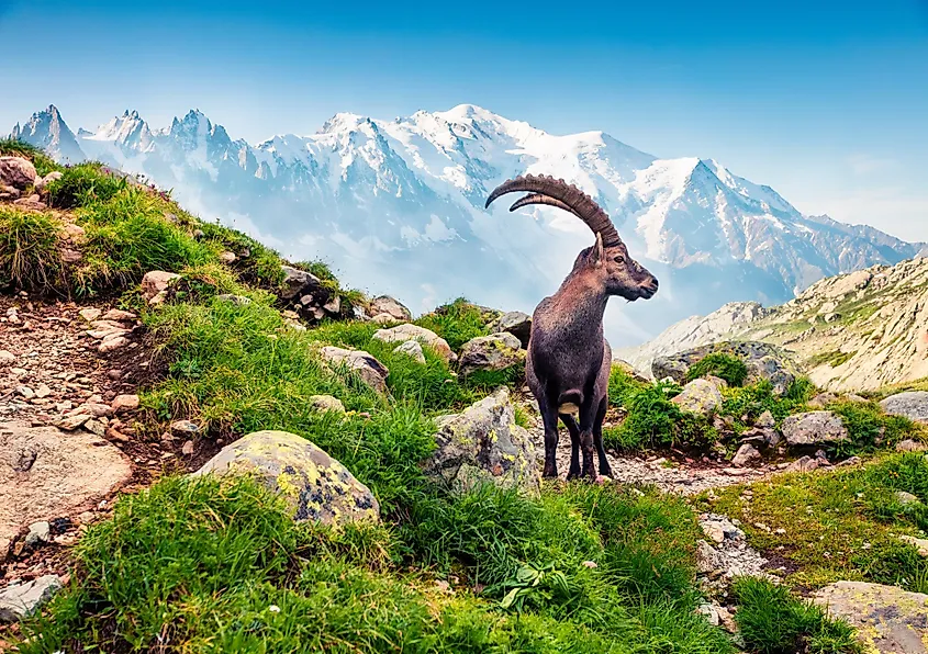 Alpine ibex in the Vallon de Berard Nature Reserve, Graian Alps, with the Mont Blanc in the background