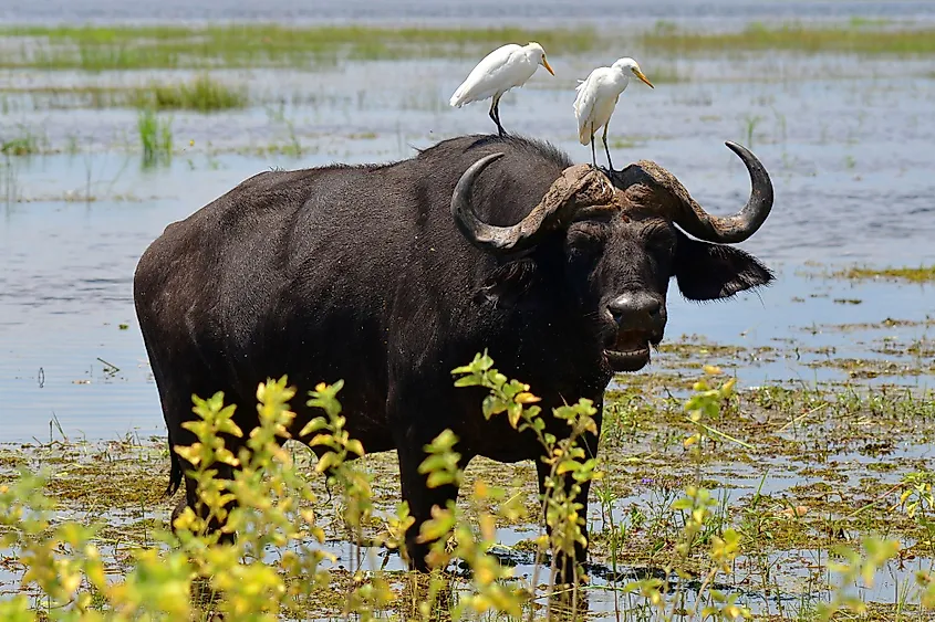 Two white egrets on a feeding buffalo