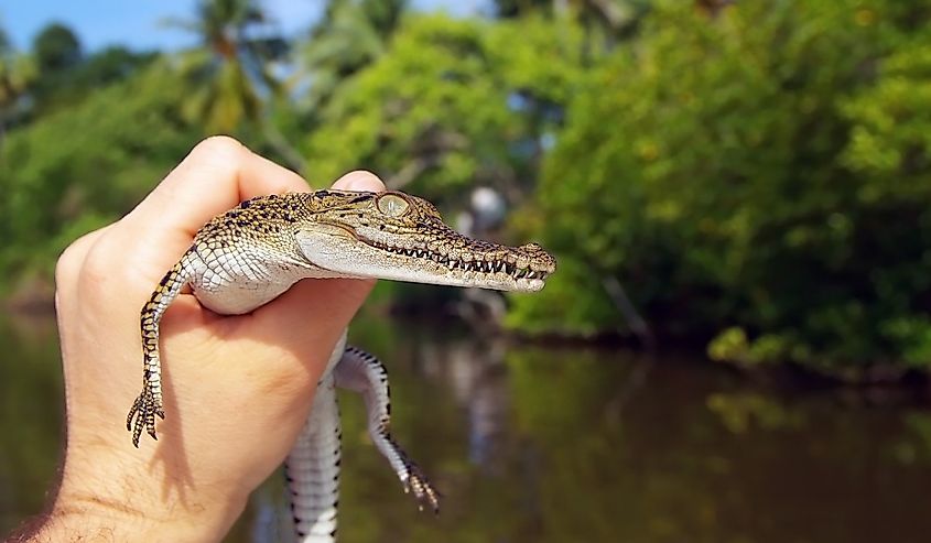 A small crocodile in a man's hand against the backdrop of a pond and green plants.