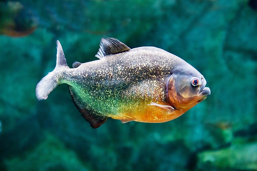 The Common piranha fish.