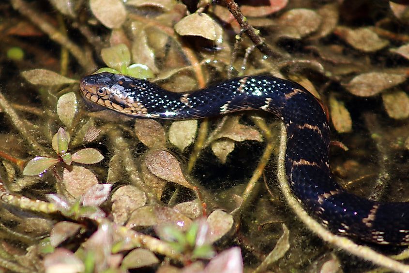 Nerodia taxispilota, or brown water snake.