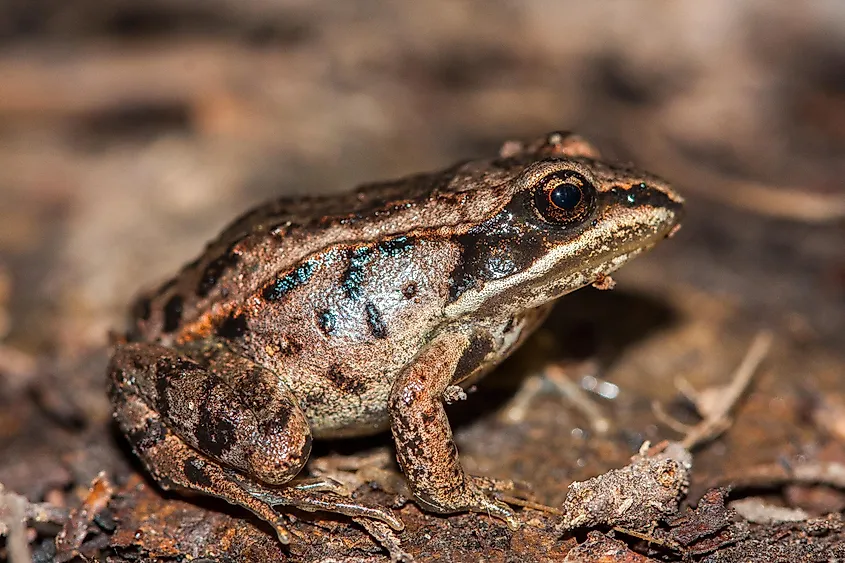 A wood frog in Alaska.