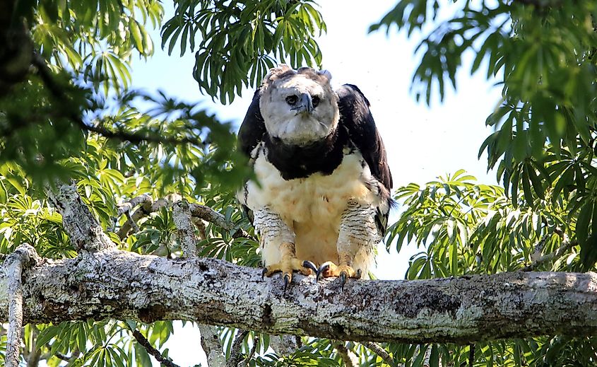 harpy eagle