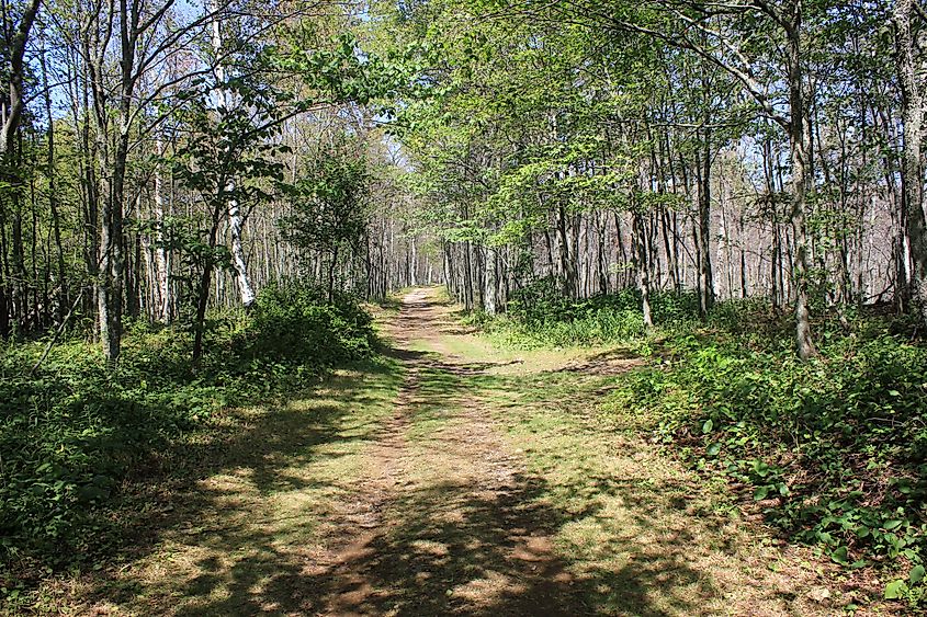 A wooded hiking path through the interior forest of Rock Island State Park, Wisconsin.