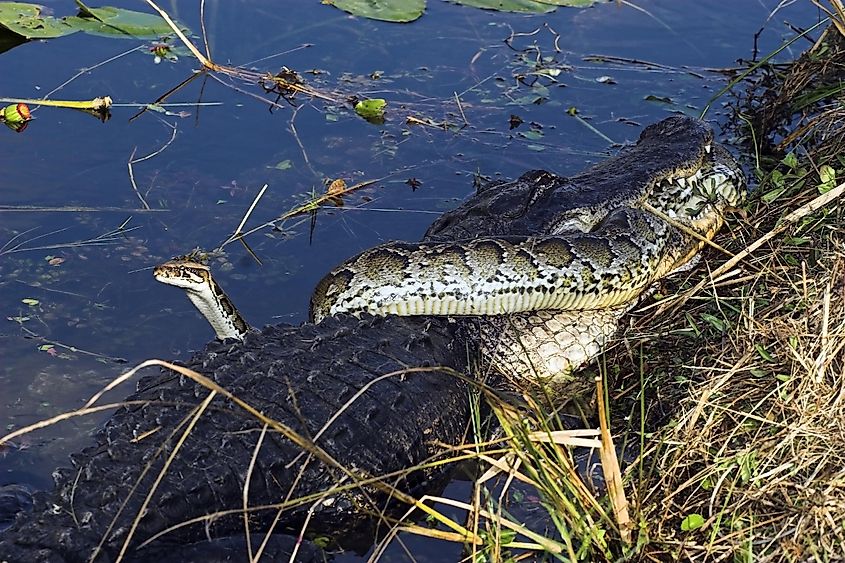 An American alligator in the Florida Everglades