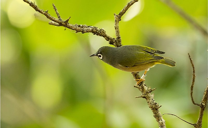 Extremely rare, critically endangered Mauritius olive white-eye (Zosterops chloronothos) perching on a thin tree branch in a forest on an island off the coast of Mauritius.