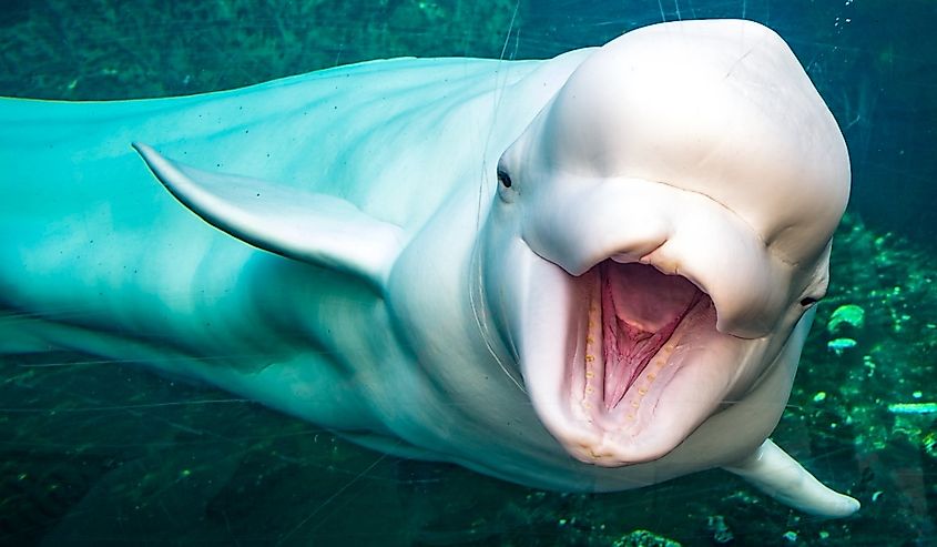 Friendly beluga whale