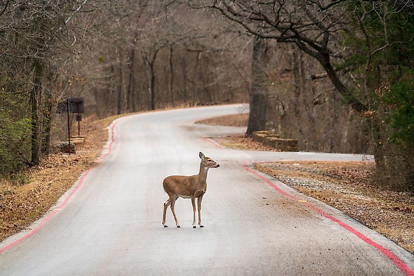 A young doe at the Chickasaw National Recreation Area in Sulphur, Oklahoma
