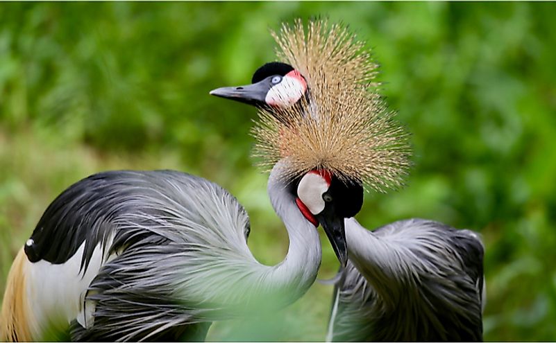 The gray crowned crane in Uganda. 