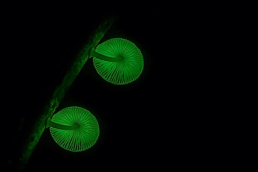 Bioluminescent fungi Mycena chlorophos.