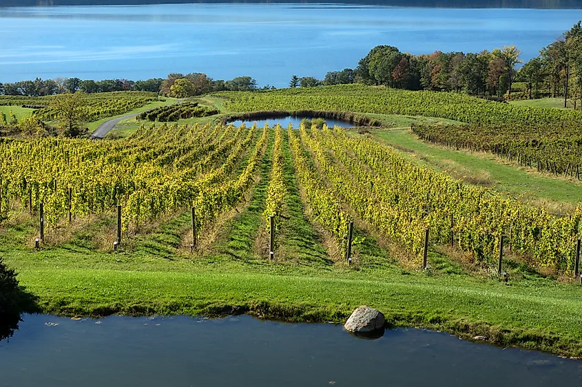 Vineyards along the Seneca Lake wine trail.