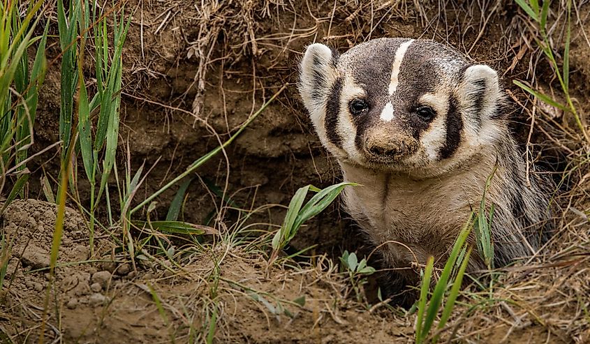 American Badger peeks out of its den