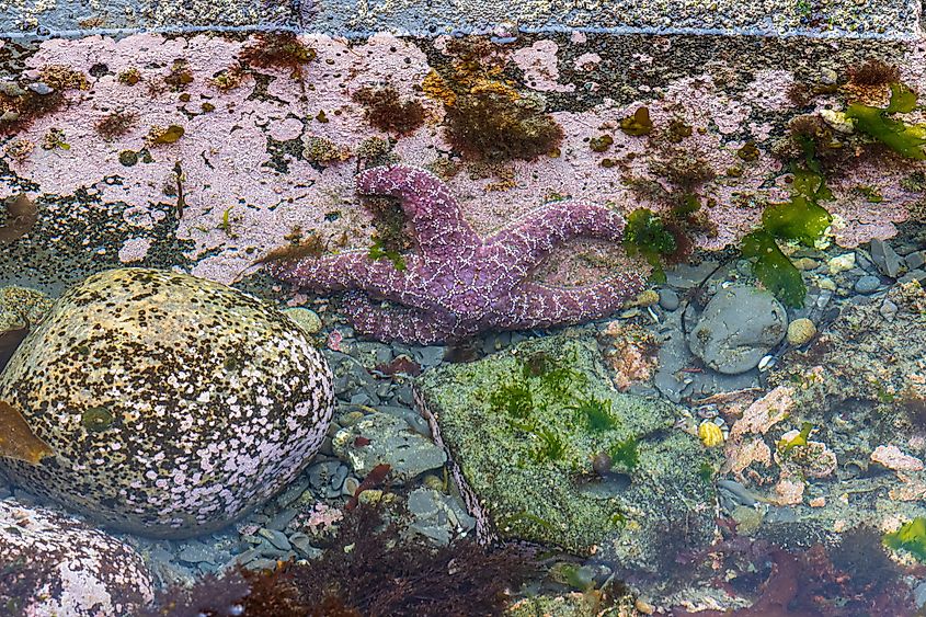 Olympic National Park Oregon Tide Pools.