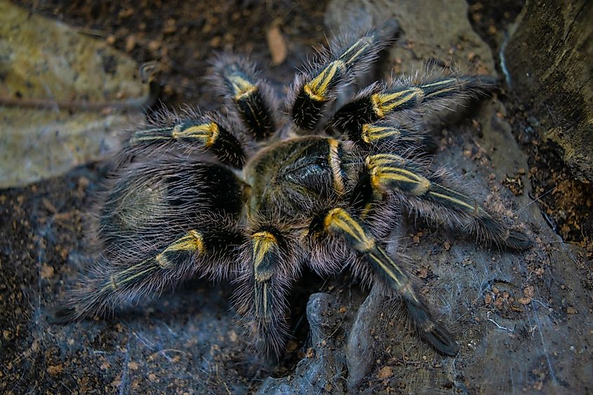 Chaco golden knee (Grammostola pulchripes