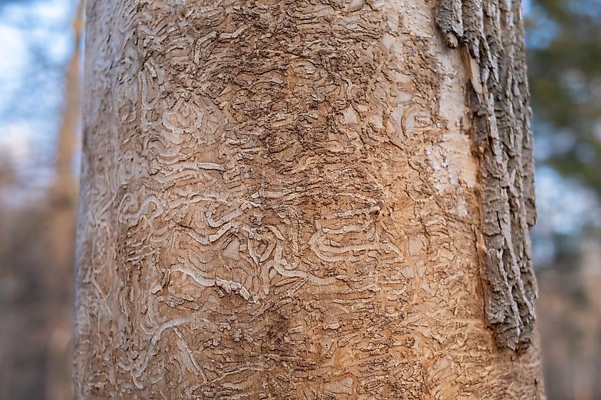 Close up macro of dead tree trunk damaged by emerald ash borer.