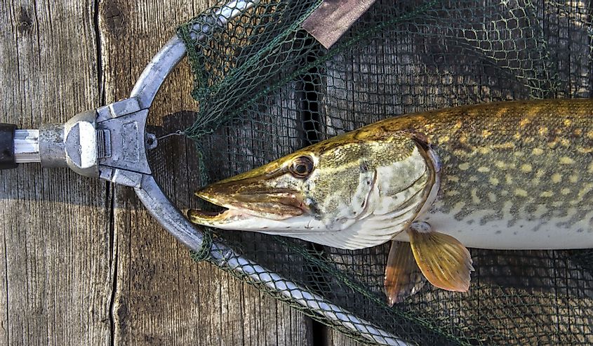 Northern Pike in a fishing net. 