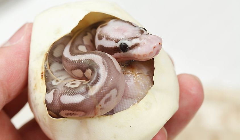 Pythons hatching in the Everglades. Tiny snake inside a shell.