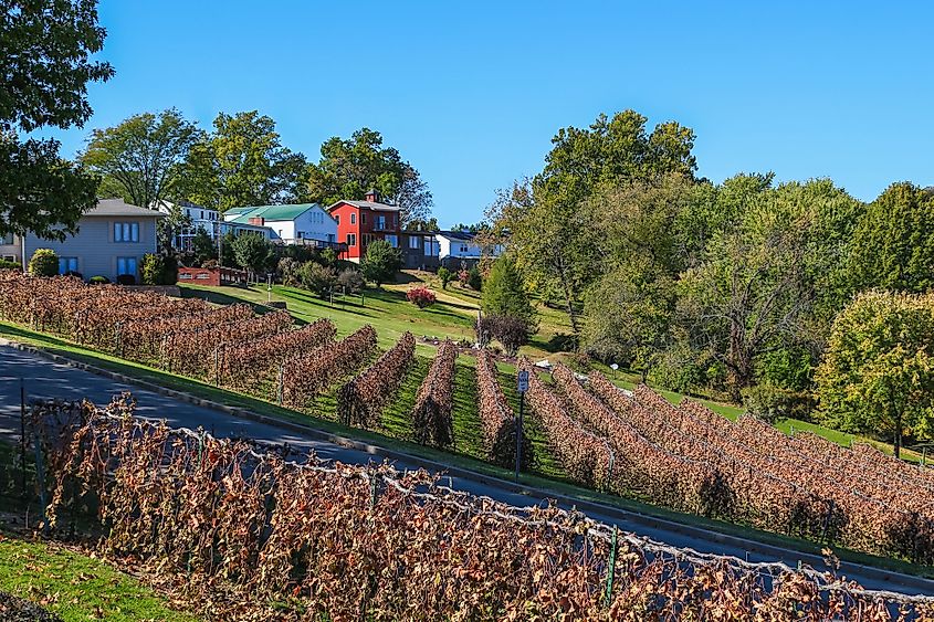 View of a dry vineyard late in the fall in Hermann, Missouri