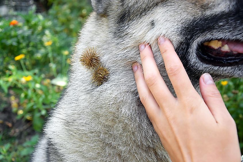 Dog with budrock seeds attached to its fur.