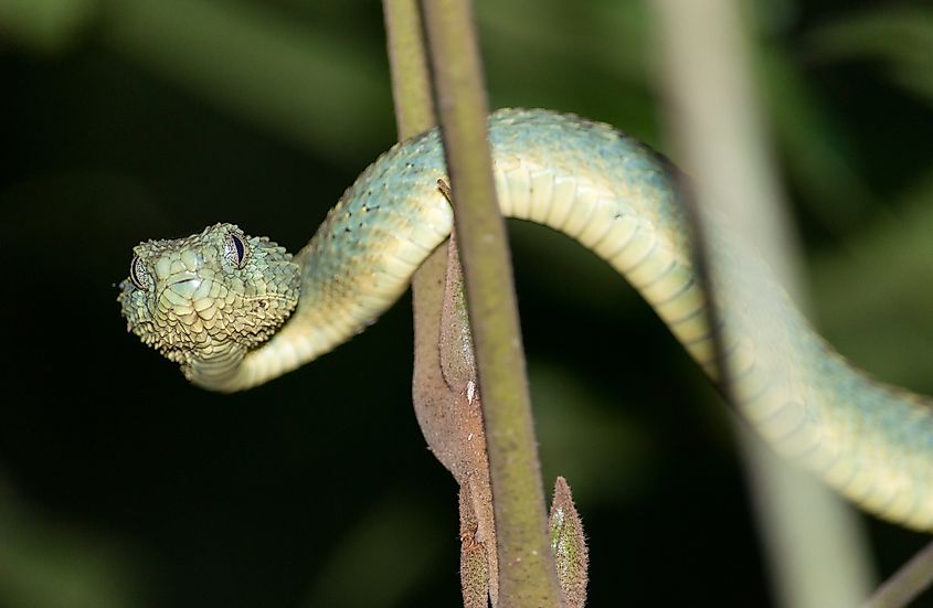 Korup national park, Cameroon.