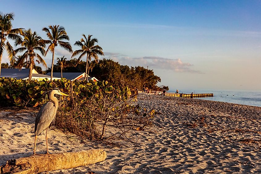 Great blue heron at Blind Pass Beach on Sanibel Island, Florida