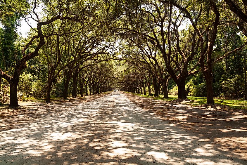 Oak Avenue in Wormsloe State Historic Park.