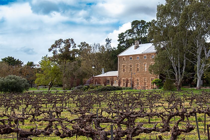 A vineyard in the Clare Valley, South Australia.