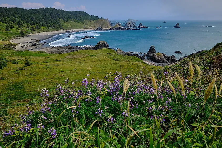 The beautiful coastline near Brookings, Oregon.