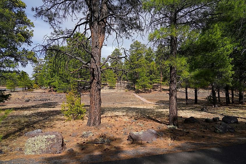 Fire charred trees in Coconino County, Arizona.