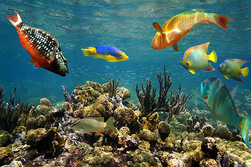 Fish in the Caribbean